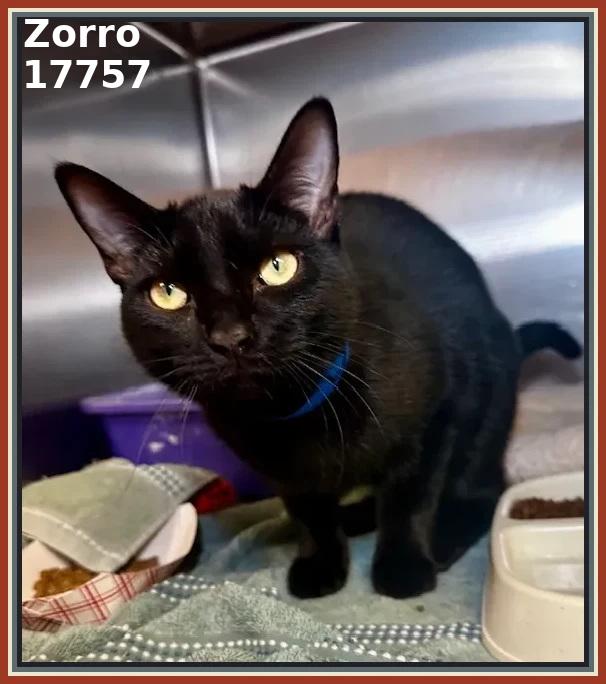 Enlarge ZORRO, an adopted mixed breed in Marietta, GA image 3/5