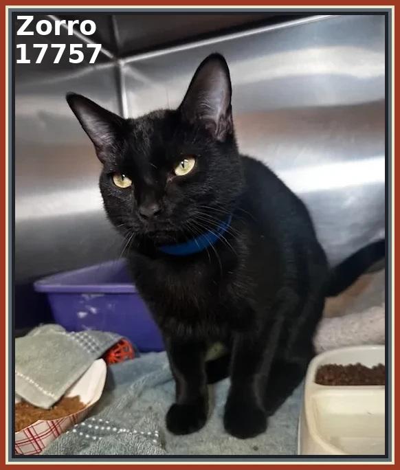 Enlarge ZORRO, an adopted mixed breed in Marietta, GA image 2/5