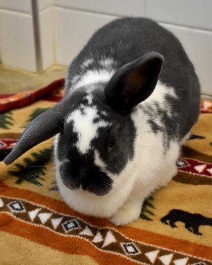Brenda, Adoptable, Baby Female American & Bunny Rabbit.