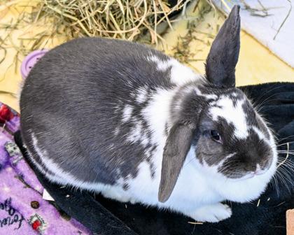 Brenda, Adoptable, Baby Female American & Bunny Rabbit.