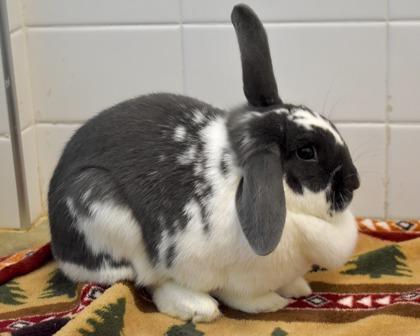 Enlarge Brenda, a Adoptable mixed breed in West Seneca, NY image 2/3