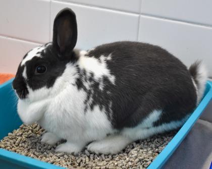 Enlarge Brenda, a Adoptable mixed breed in West Seneca, NY image 3/3