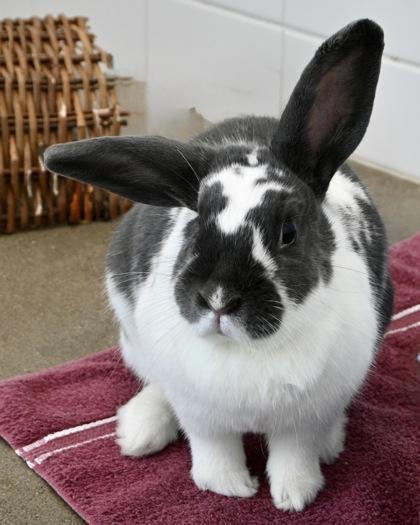 Brenda, Adoptable, Baby Female American & Bunny Rabbit.