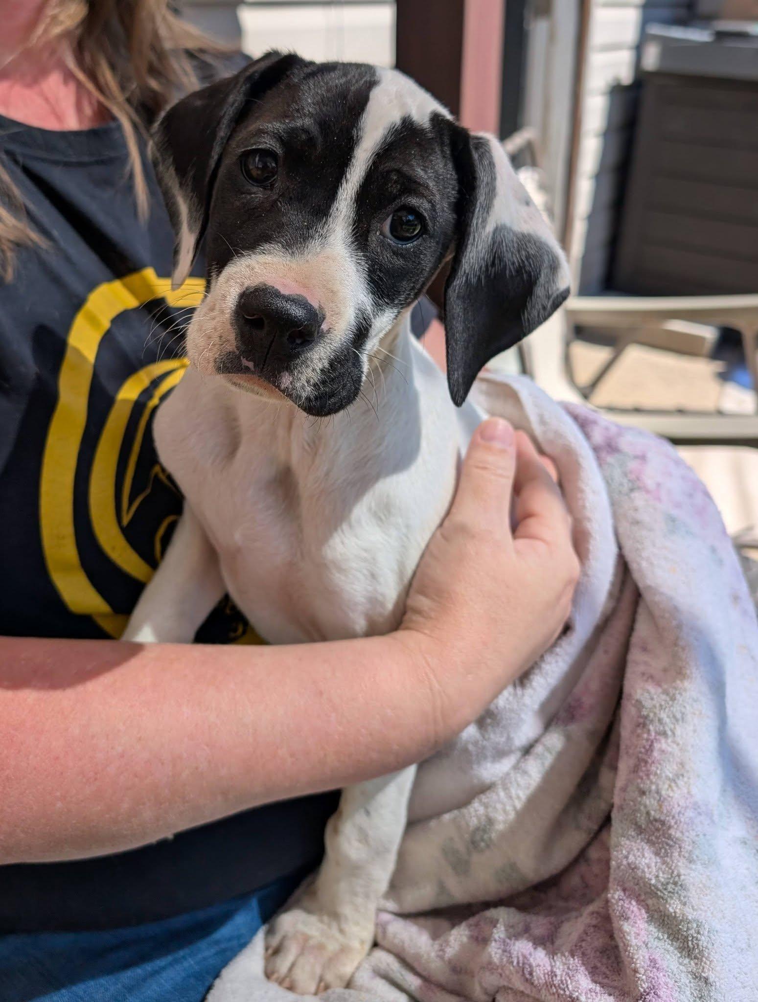 Enlarge Lucy Lou (baby - female), a ADOPTABLE mixed breed in Amelia, OH image 3/3