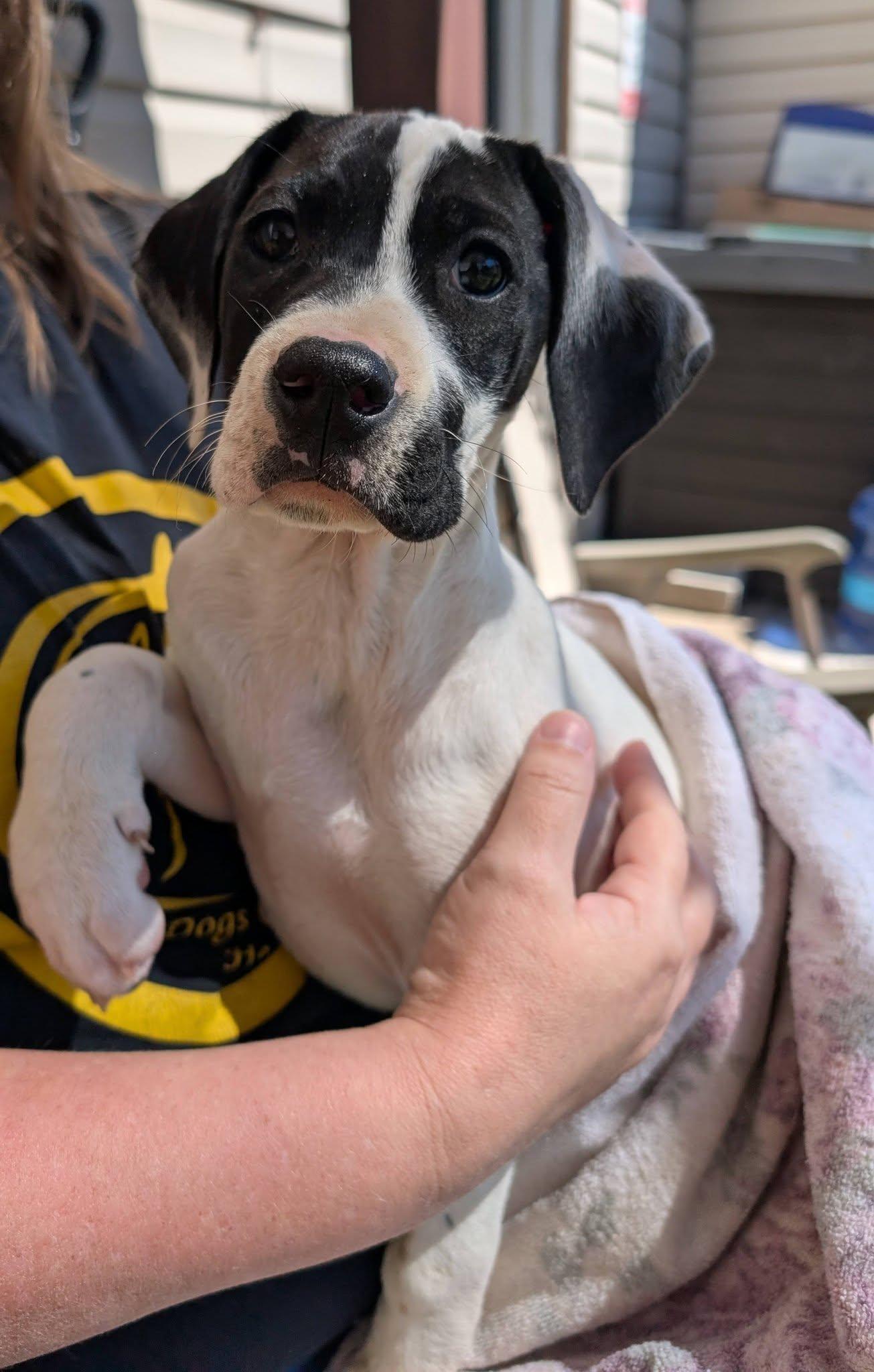 Enlarge Lucy Lou (baby - female), a ADOPTABLE mixed breed in Amelia, OH image 2/3
