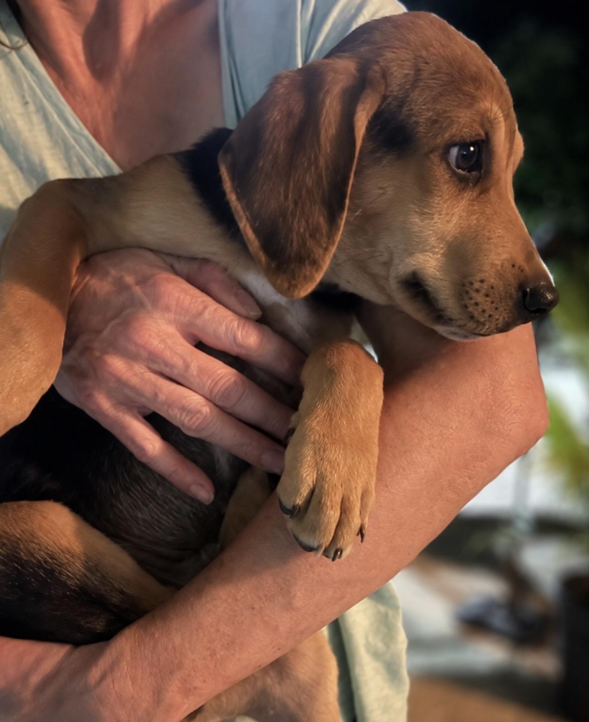 River, Adoptable, Puppy Male Black and Tan Coonhound.