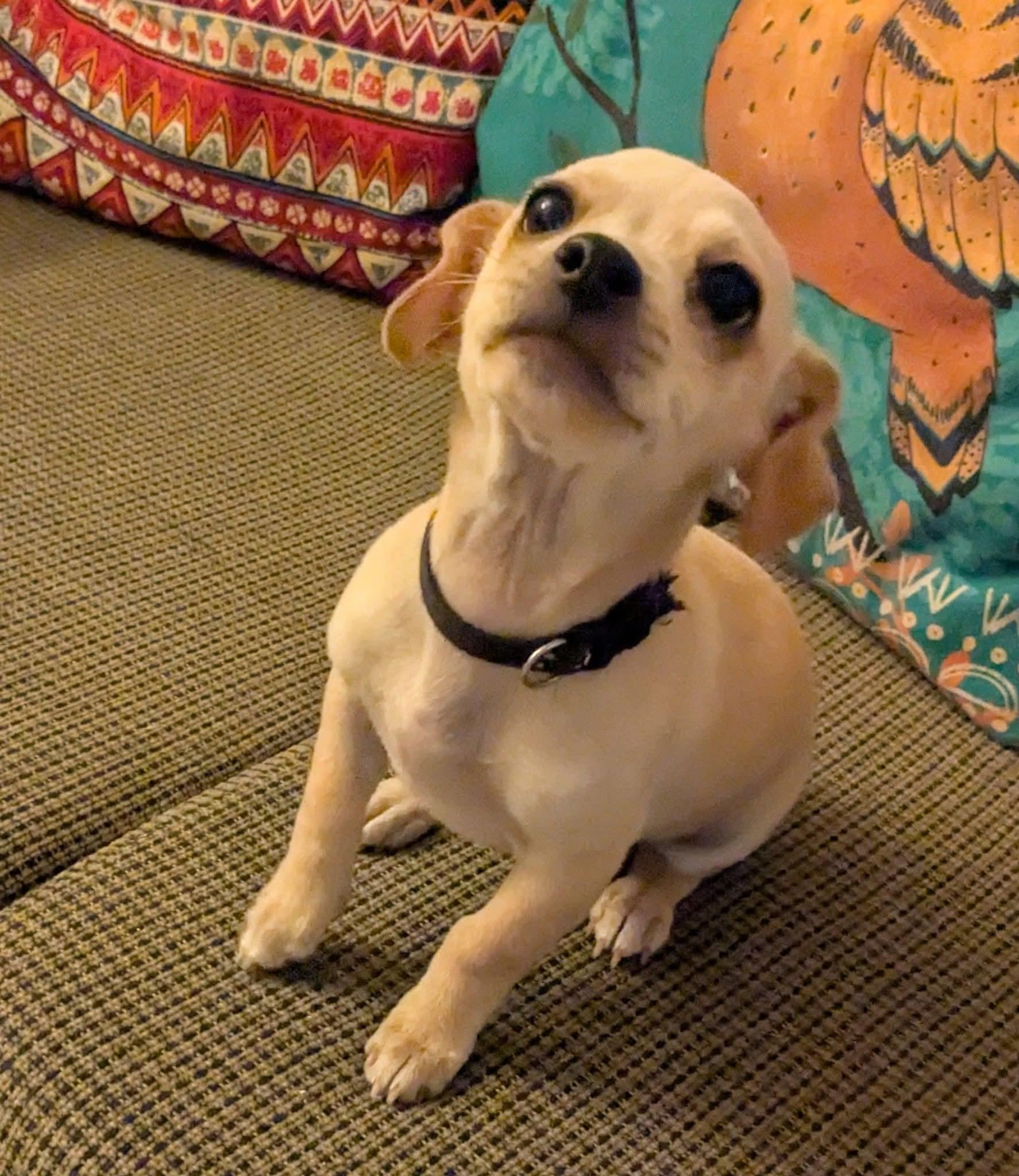 Fuji, ADOPTABLE, Puppy Male Chihuahua.