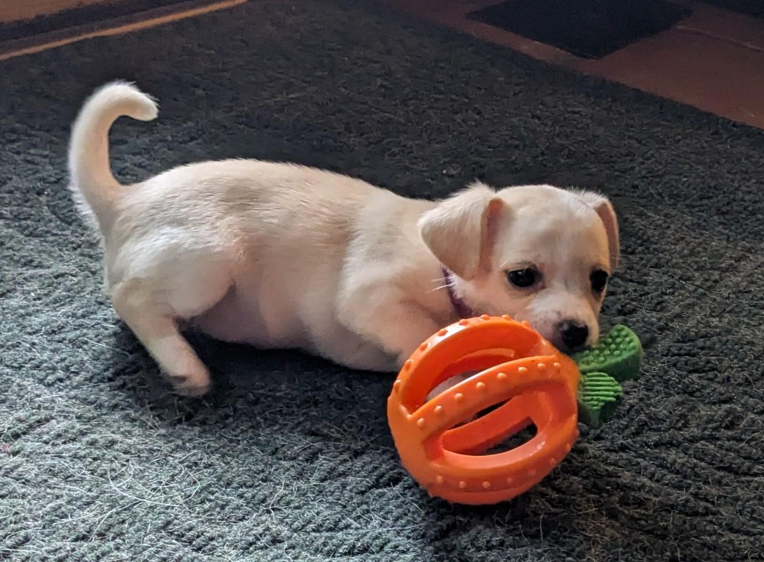 Fuji, a ADOPTABLE mixed breed in Clatskanie, OR image 1/6
