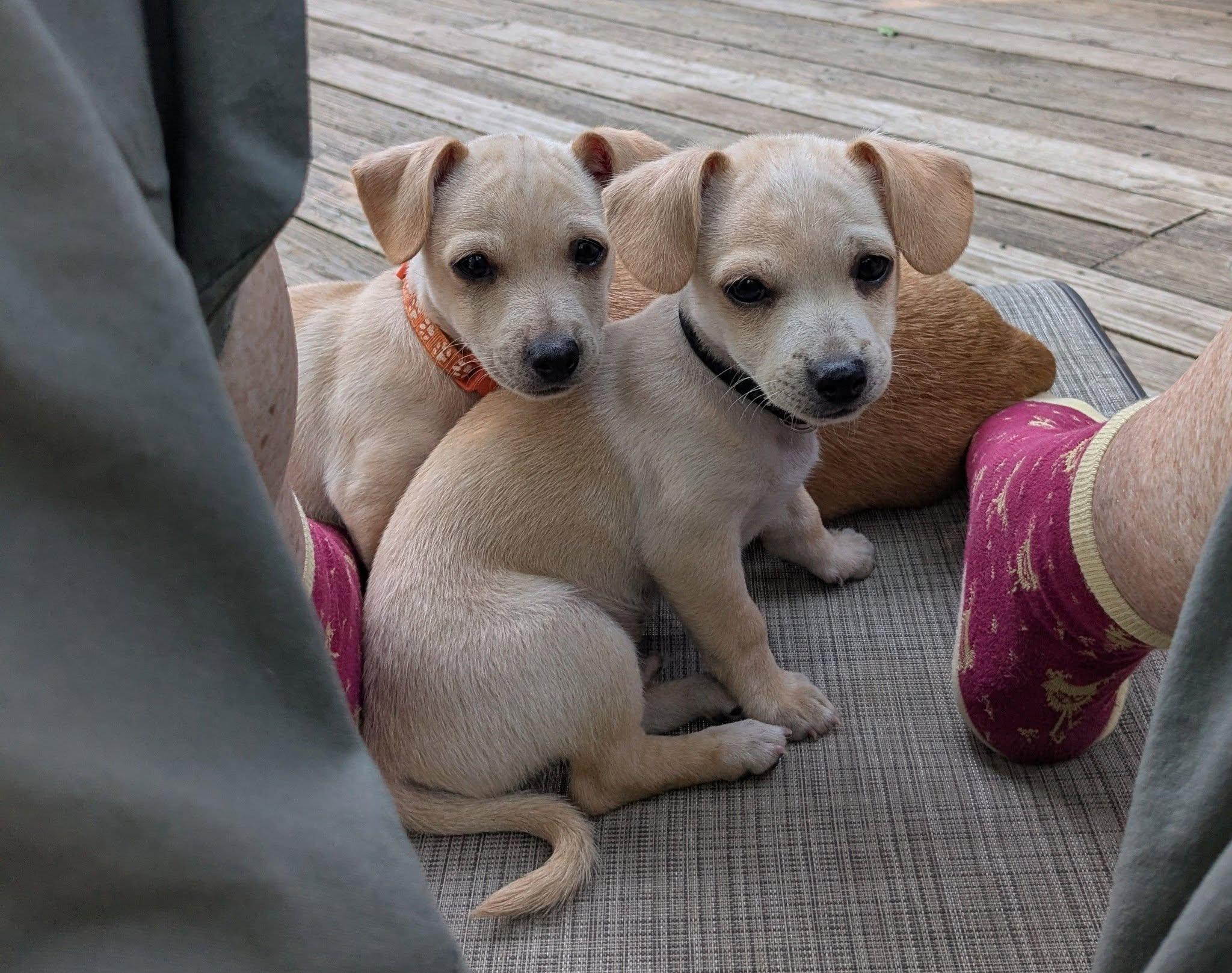 Fuji, ADOPTABLE, Puppy Male Chihuahua.