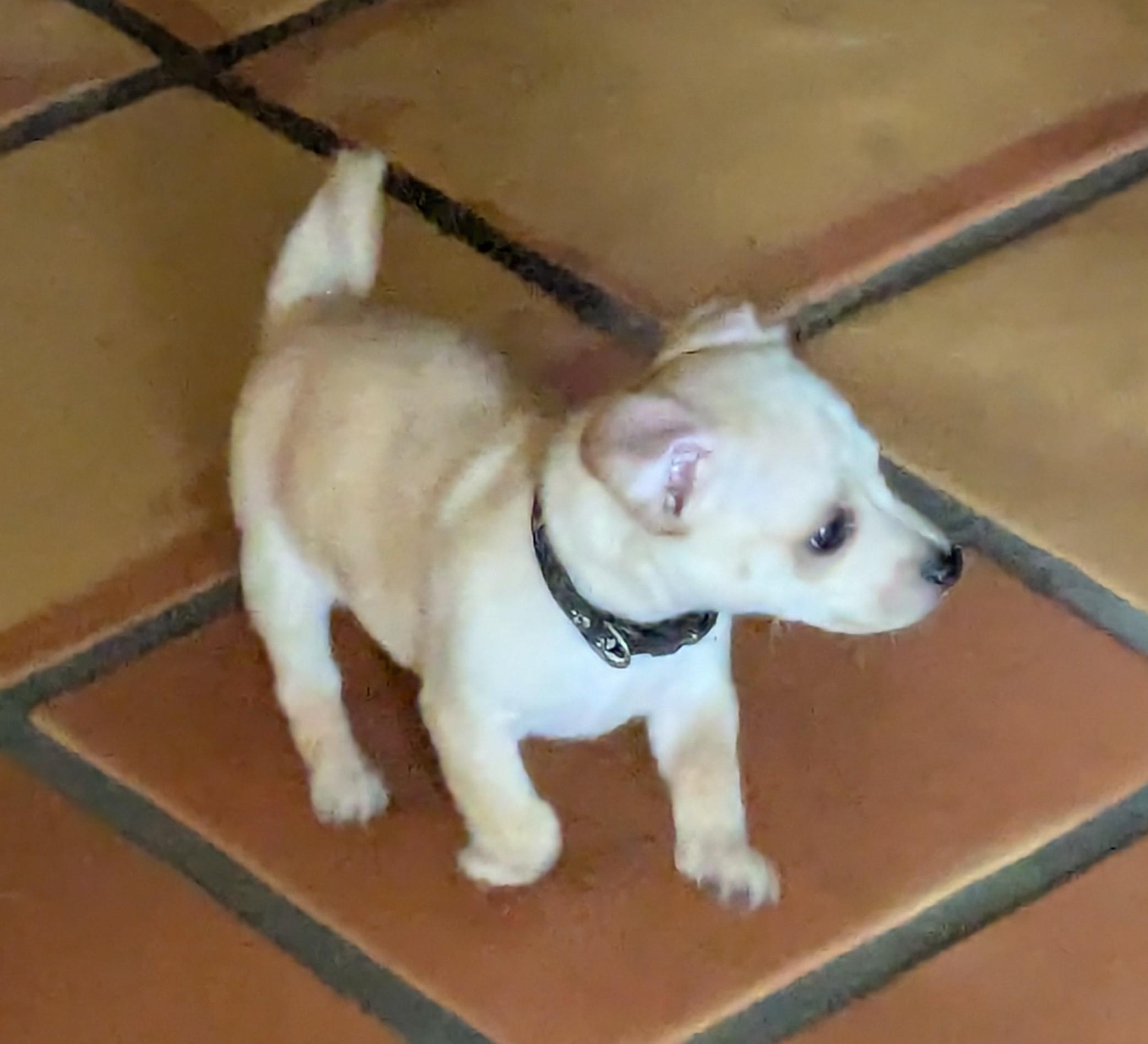 Fuji, a ADOPTABLE mixed breed in Clatskanie, OR image 6/6