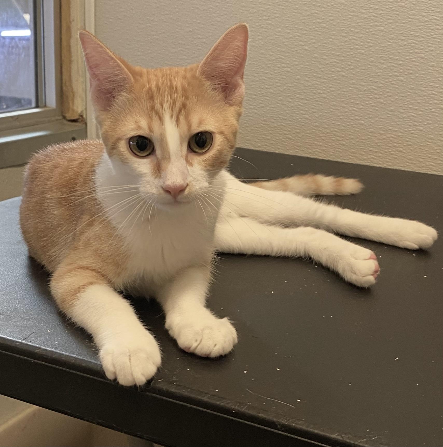 Enlarge Tupelo, a ADOPTABLE Domestic Short Hair in Los Angeles, CA image 4/4