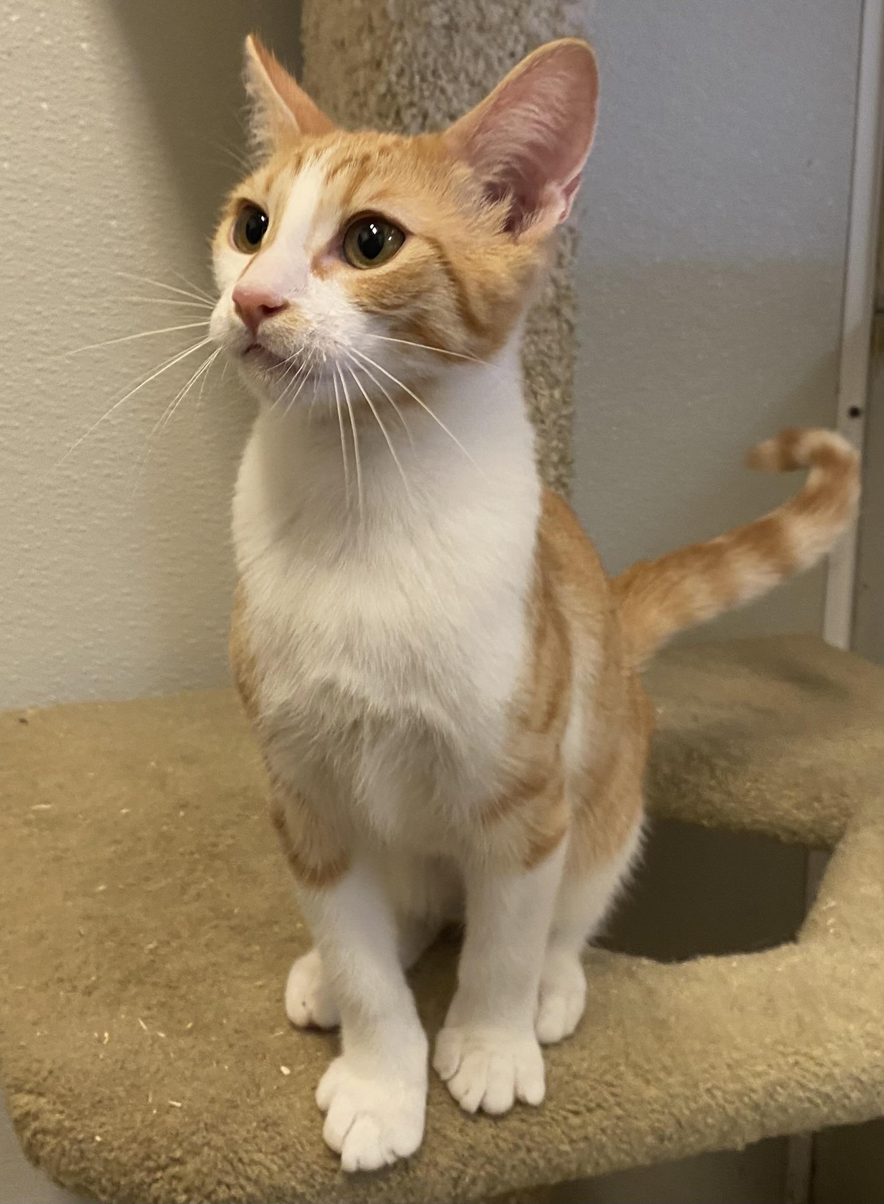 Enlarge Tupelo, a ADOPTABLE Domestic Short Hair in Los Angeles, CA image 2/4