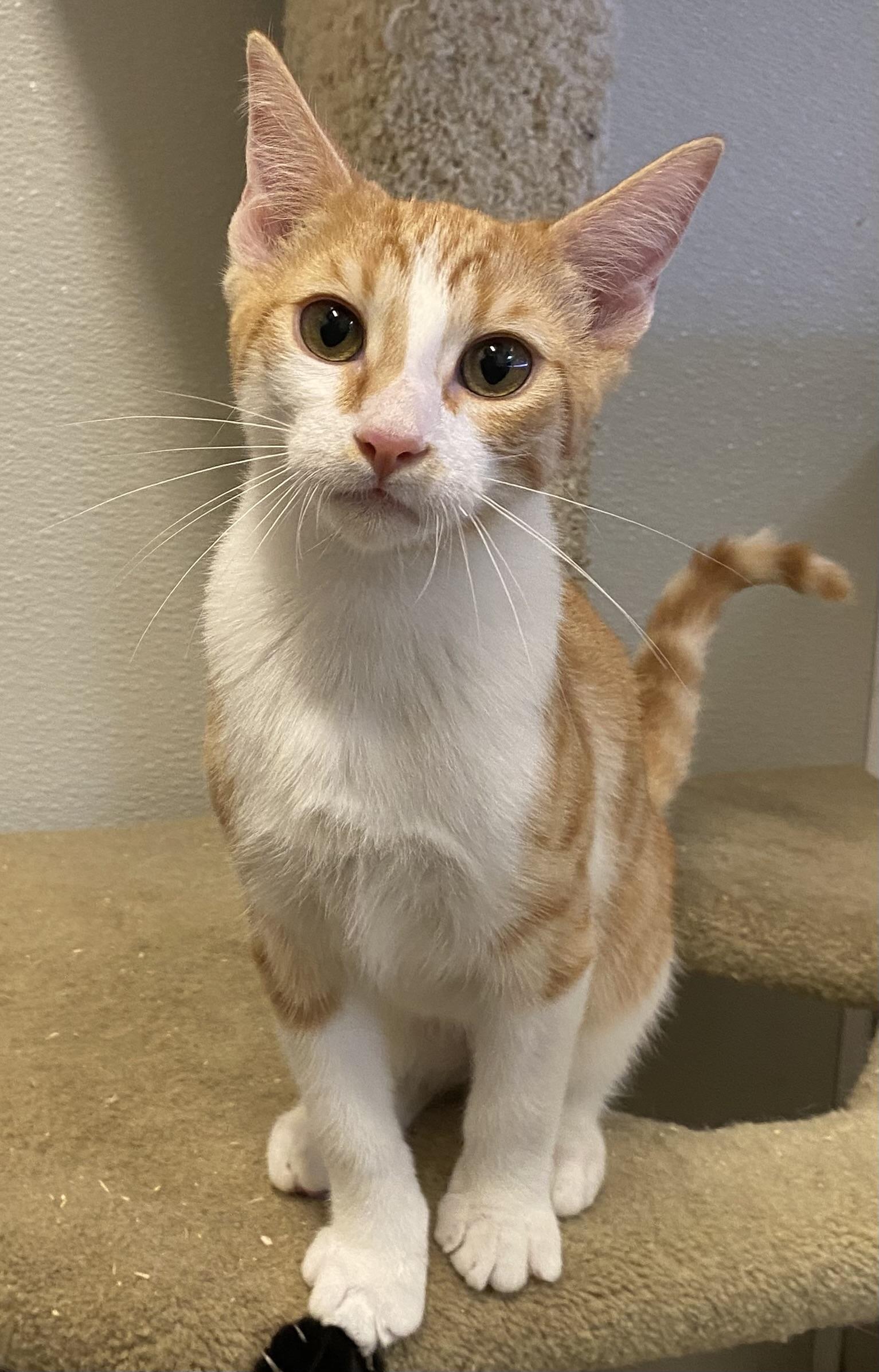 Enlarge Tupelo, a ADOPTABLE Domestic Short Hair in Los Angeles, CA image 3/4