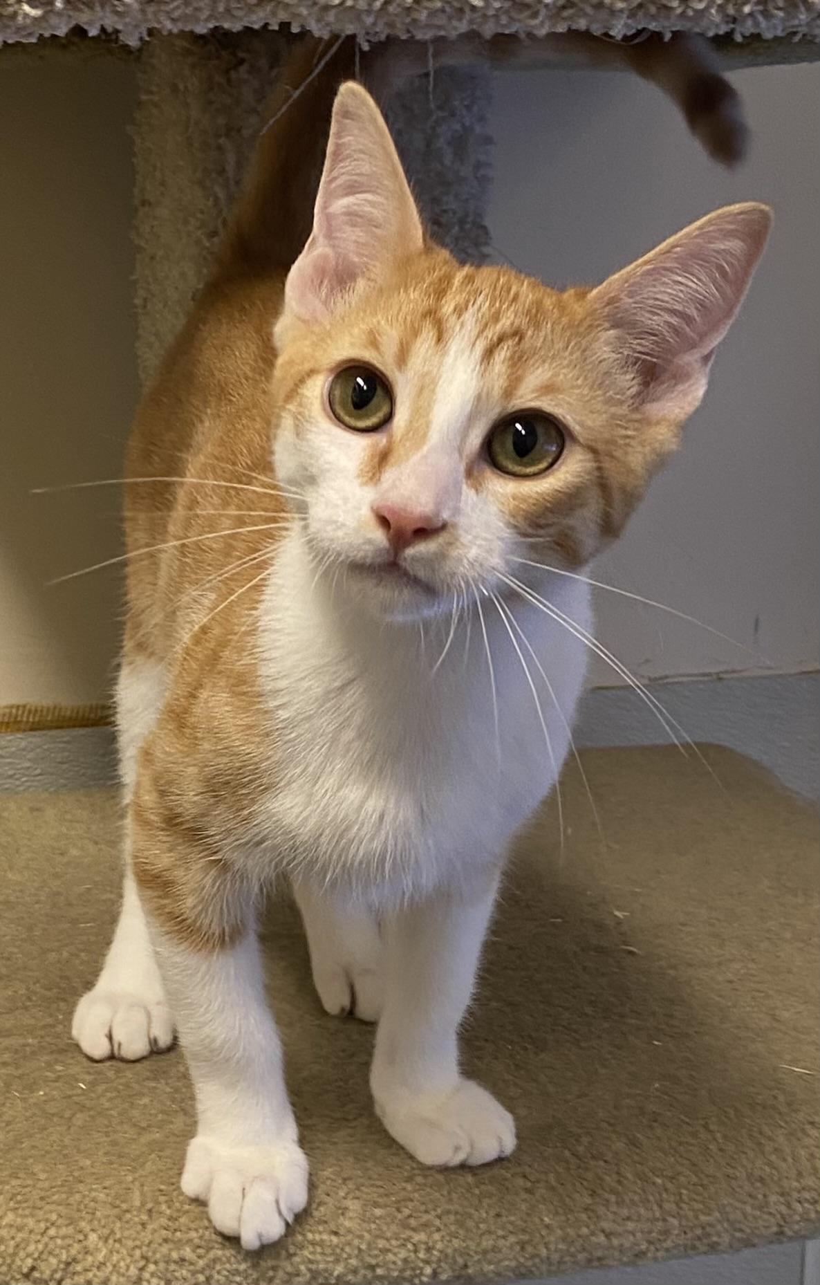 Tupelo, ADOPTABLE, Kitten Male Domestic Short Hair.