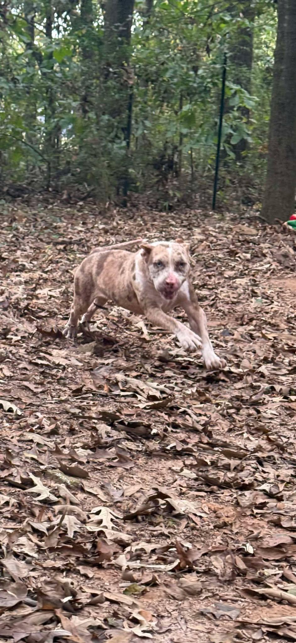 Cloudy Lasagne, Adoptable, Adult Female Pit Bull Terrier.