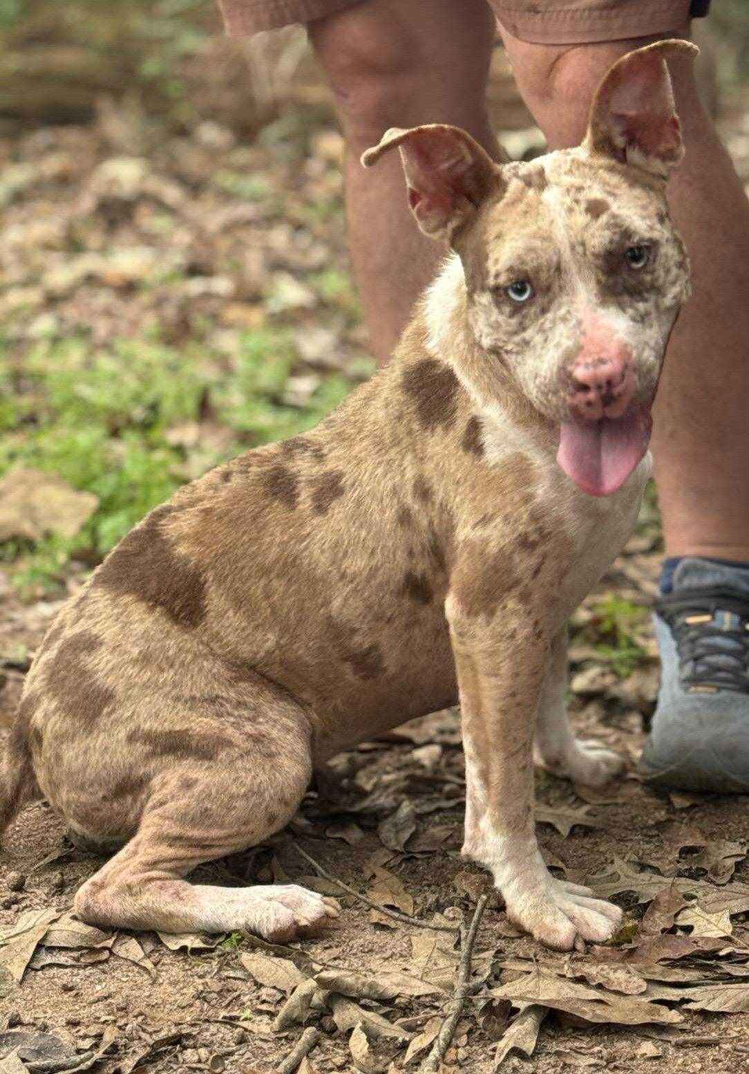 Enlarge Cloudy Lasagne, a Adoptable Pit Bull Terrier in Hillsboro, NH image 2/3