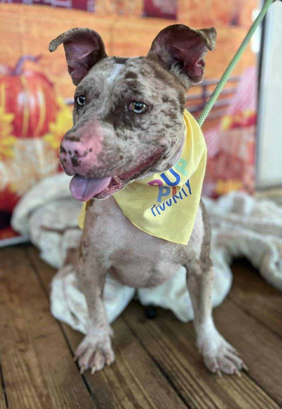 Enlarge Cloudy Lasagne, a Adoptable Pit Bull Terrier in Hillsboro, NH image 3/3