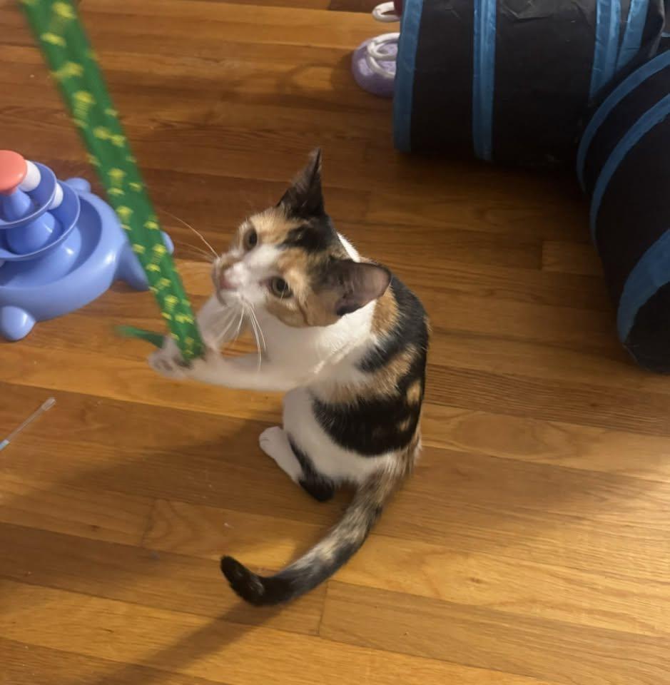 Megan, Adoptable, Young Female Domestic Short Hair.