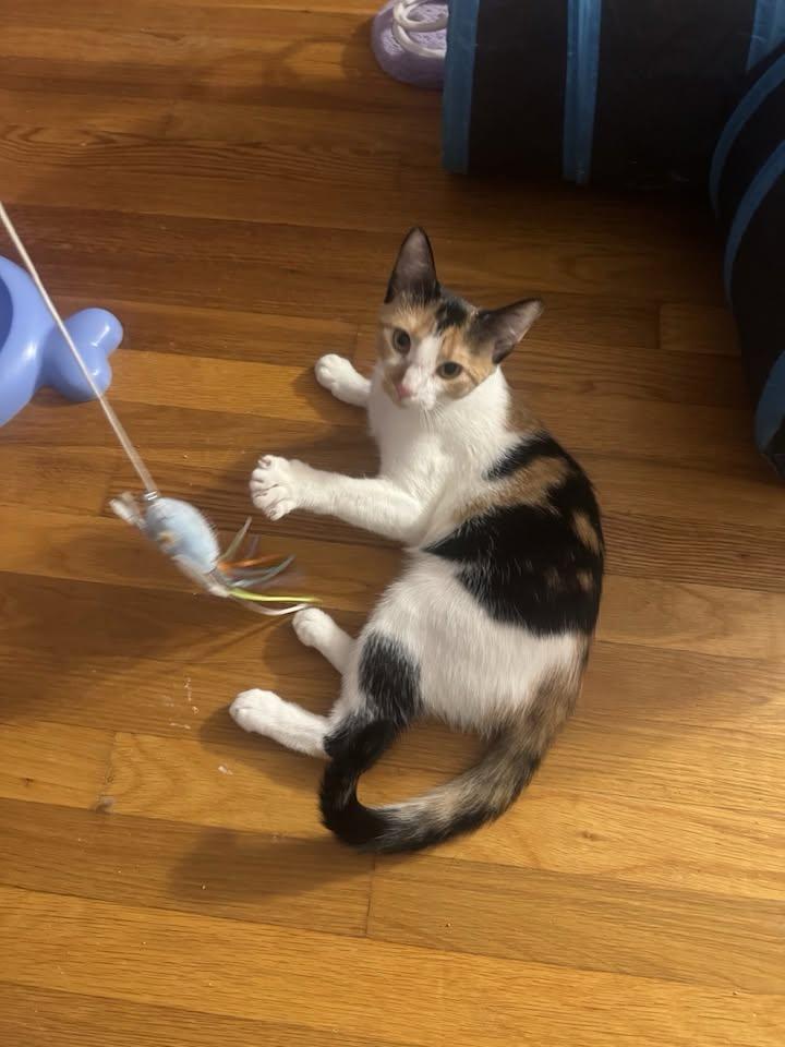 Enlarge Megan, a Adoptable Domestic Short Hair in Enfield, CT image 2/6