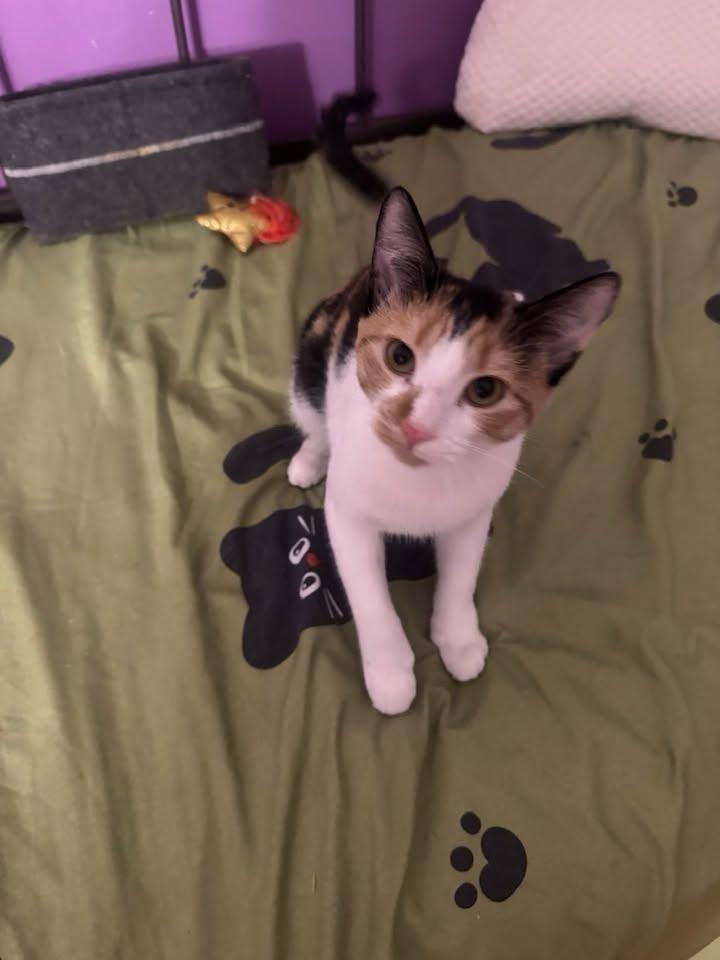 Enlarge Megan, a Adoptable Domestic Short Hair in Enfield, CT image 3/6