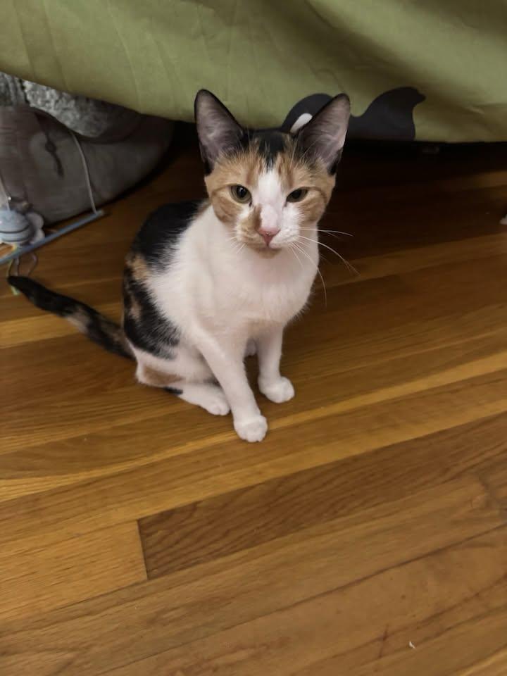 Enlarge Megan, a Adoptable Domestic Short Hair in Enfield, CT image 4/6