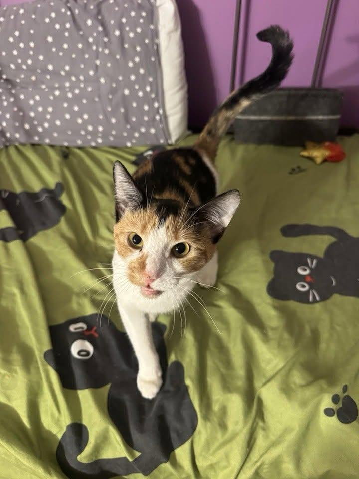 Enlarge Megan, a Adoptable Domestic Short Hair in Enfield, CT image 5/6