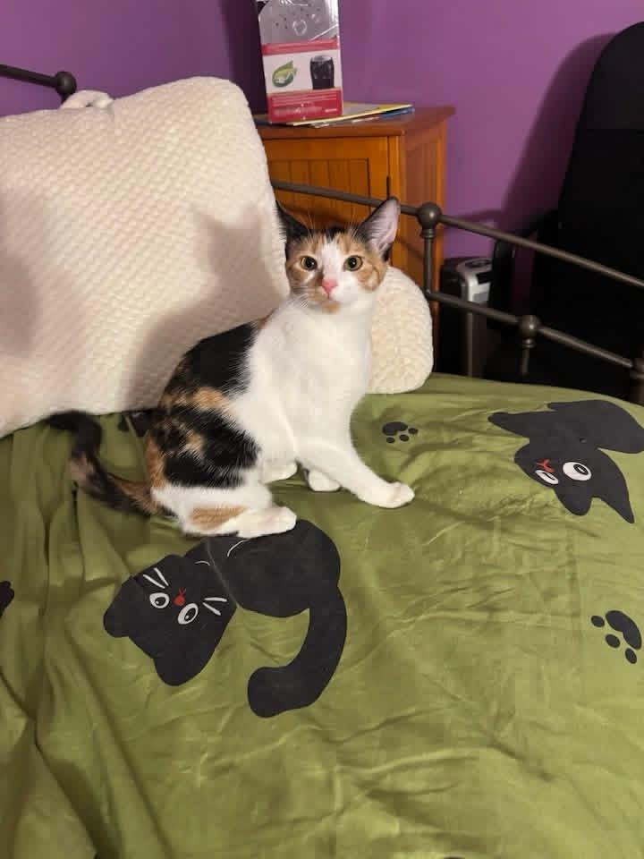 Enlarge Megan, a Adoptable Domestic Short Hair in Enfield, CT image 6/6