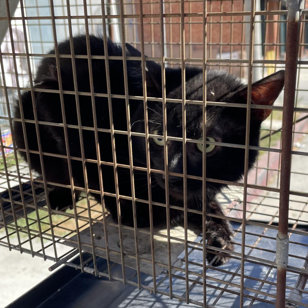 Potato, Adoptable, Adult Male Domestic Short Hair.