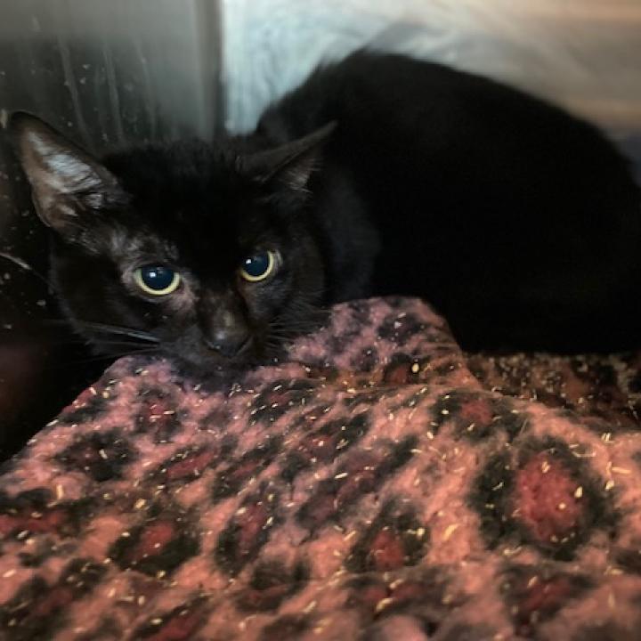 Potato — thumbnail 2