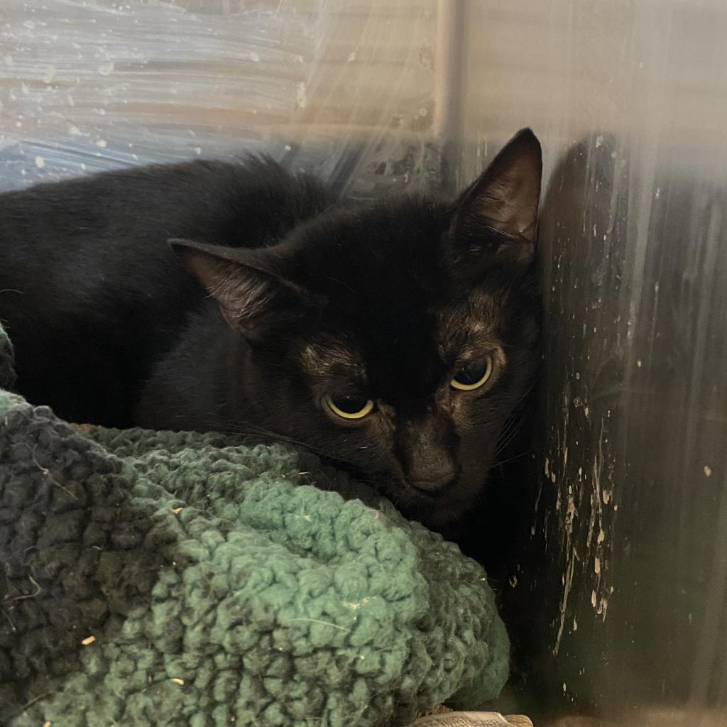 Enlarge Potato, a Adoptable Domestic Short Hair in Los Angeles, CA image 3/4