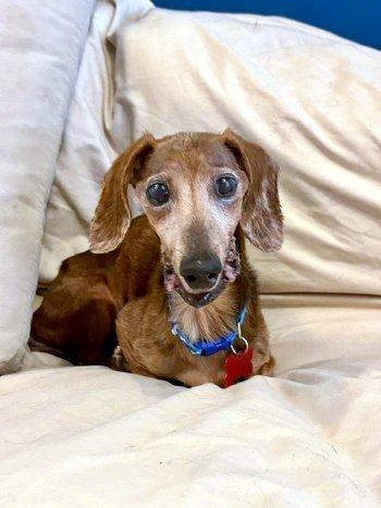 Tango, a ADOPTABLE Dachshund in Bedford Hills, NY image 2/6