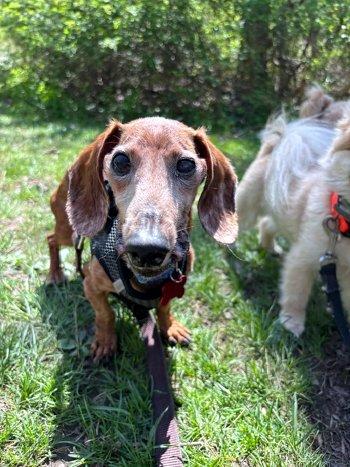 Tango, ADOPTABLE, Adult Male Dachshund.