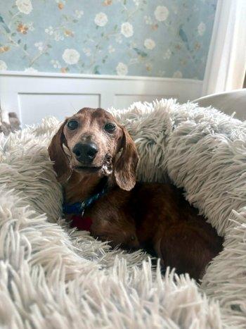 Tango, a ADOPTABLE Dachshund in Bedford Hills, NY image 3/6
