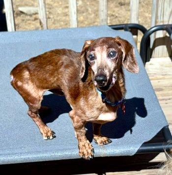 Tango, a ADOPTABLE Dachshund in Bedford Hills, NY image 5/6
