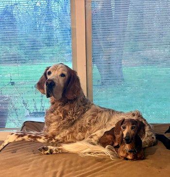 Tango, a ADOPTABLE Dachshund in Bedford Hills, NY image 6/6