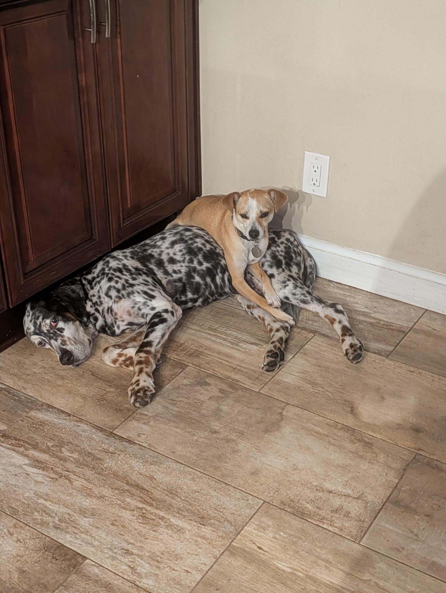 Enlarge Luffy, an adopted mixed breed in armonk, NY image 5/6