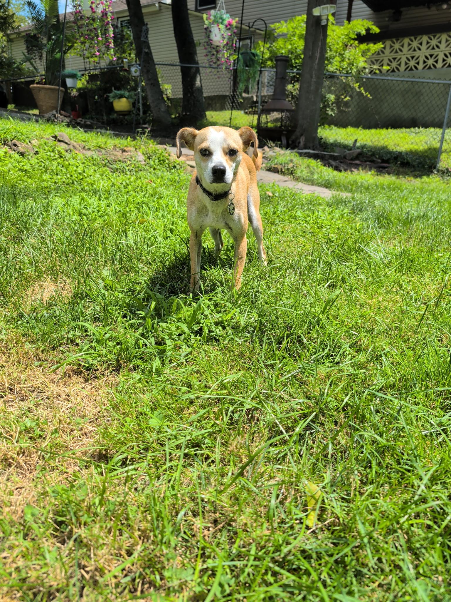 Enlarge Luffy, an adopted mixed breed in armonk, NY image 2/6