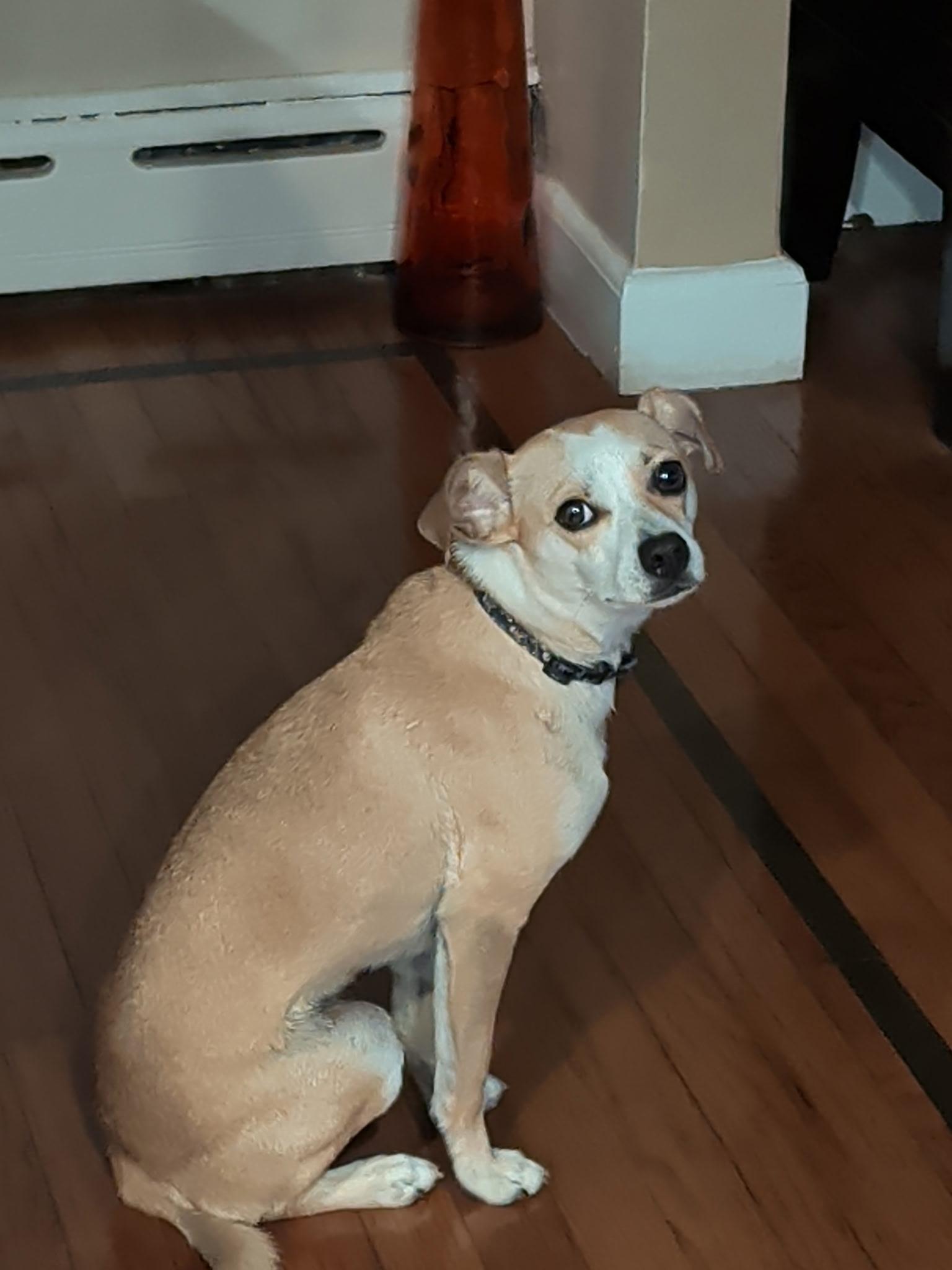Enlarge Luffy, an adopted mixed breed in armonk, NY image 6/6
