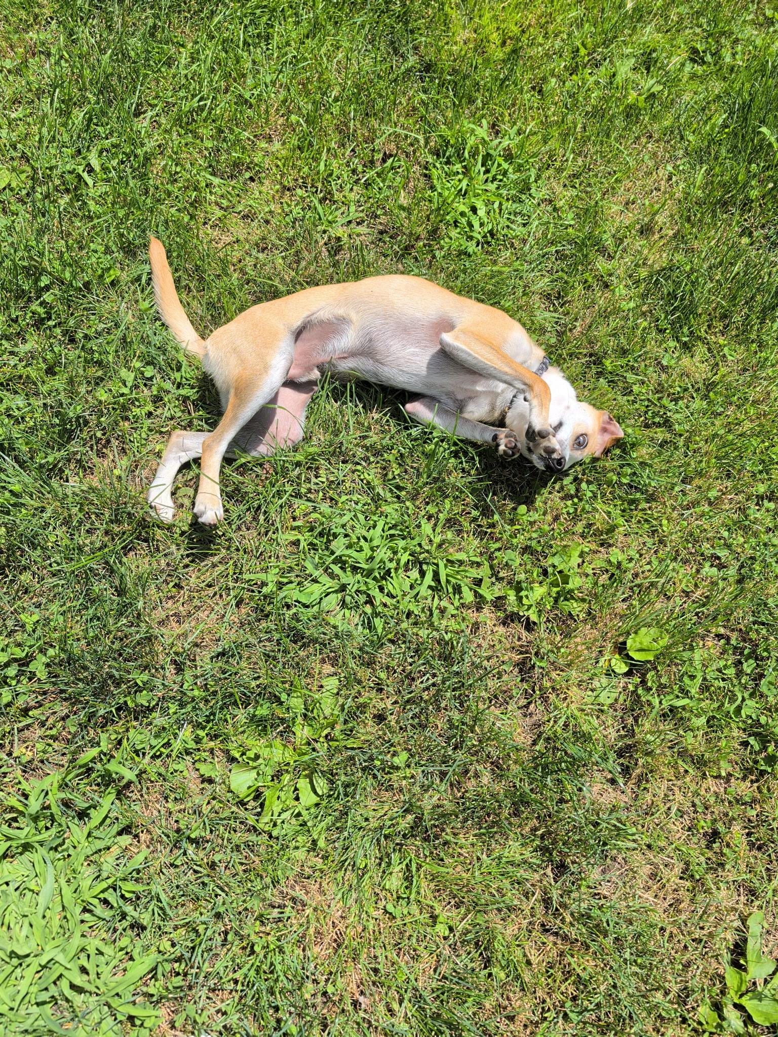 Enlarge Luffy, an adopted mixed breed in armonk, NY image 4/6