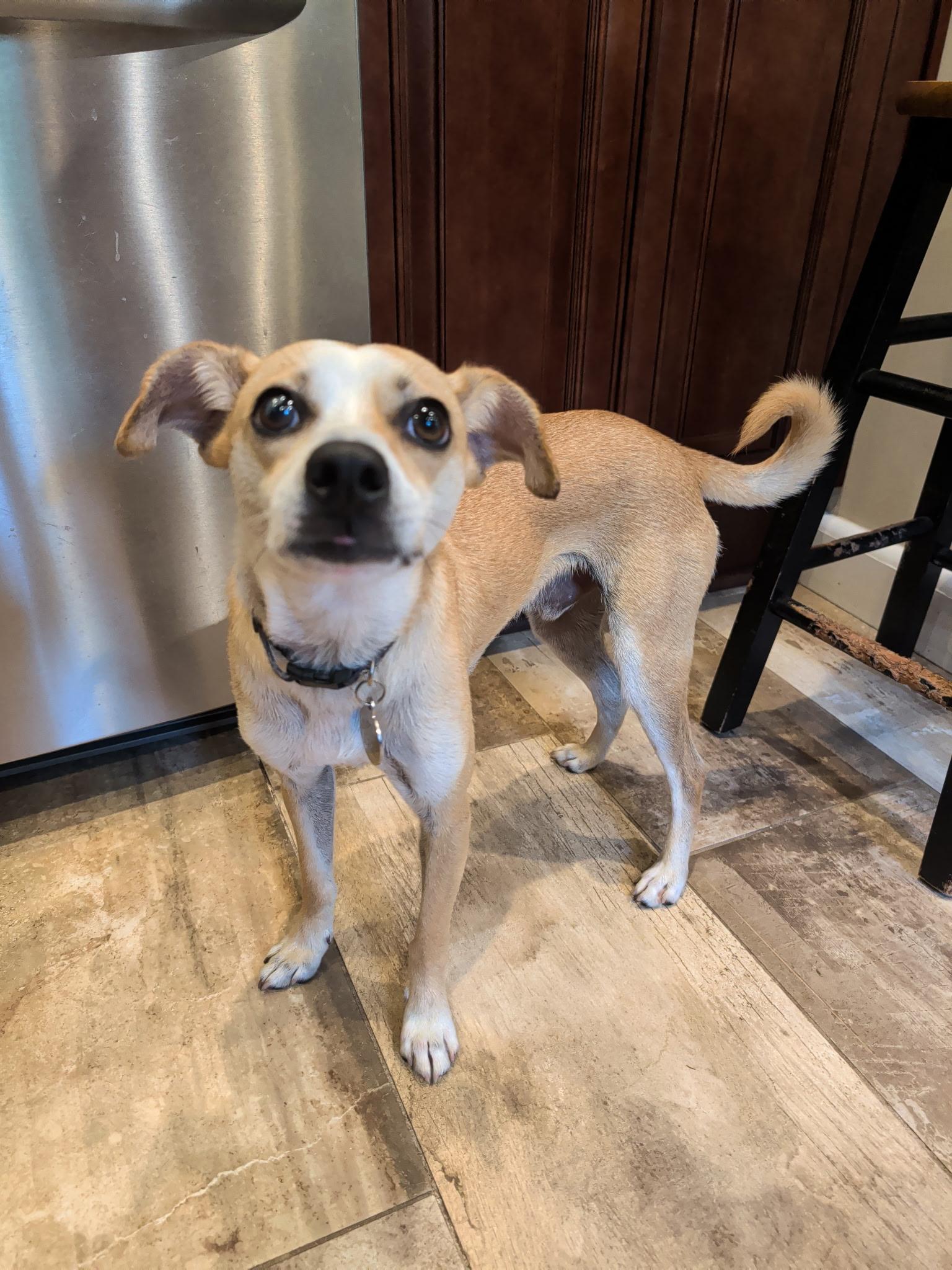 Luffy, adopted, Young Male Chihuahua.