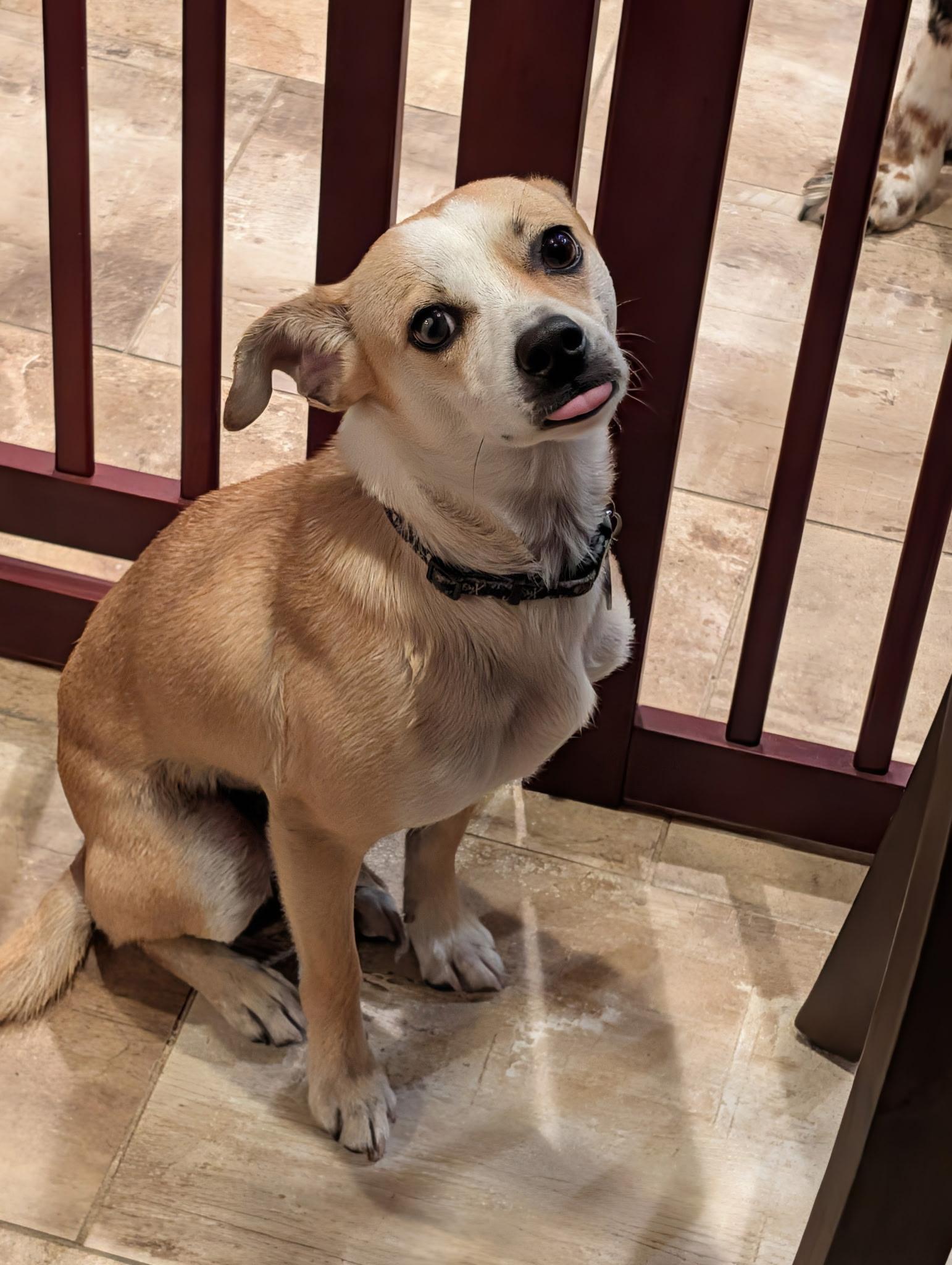 Enlarge Luffy, an adopted mixed breed in armonk, NY image 3/6