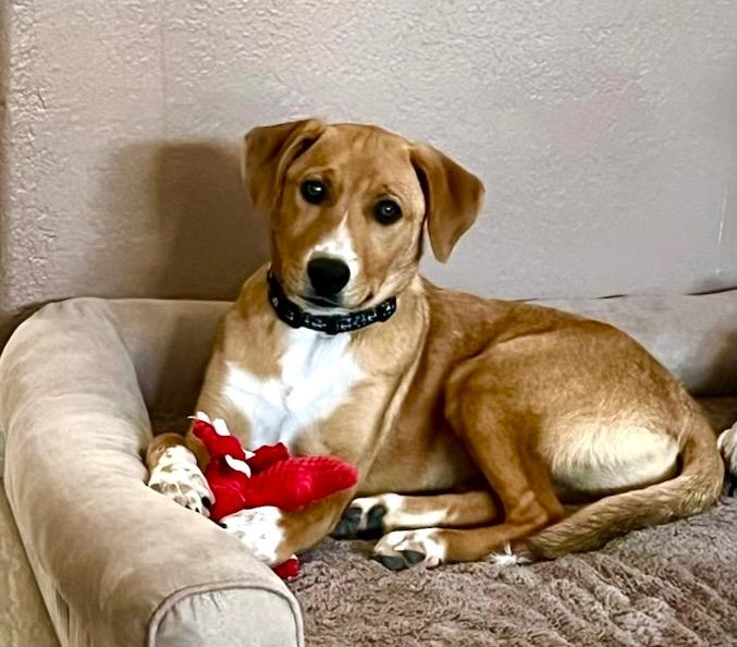 Kira, Adoptable, Puppy Female Mixed Breed.
