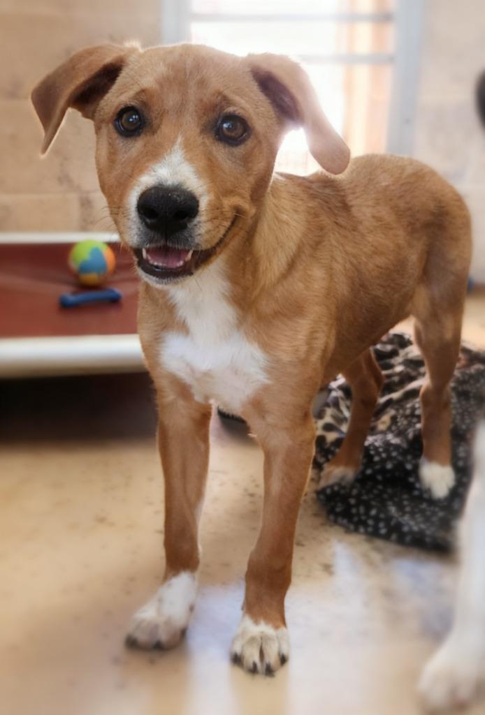 Kira, Adoptable, Puppy Female Mixed Breed.