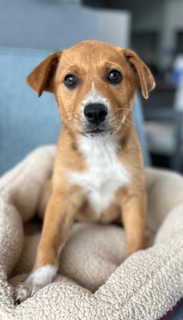 Kira, Adoptable, Puppy Female Mixed Breed.
