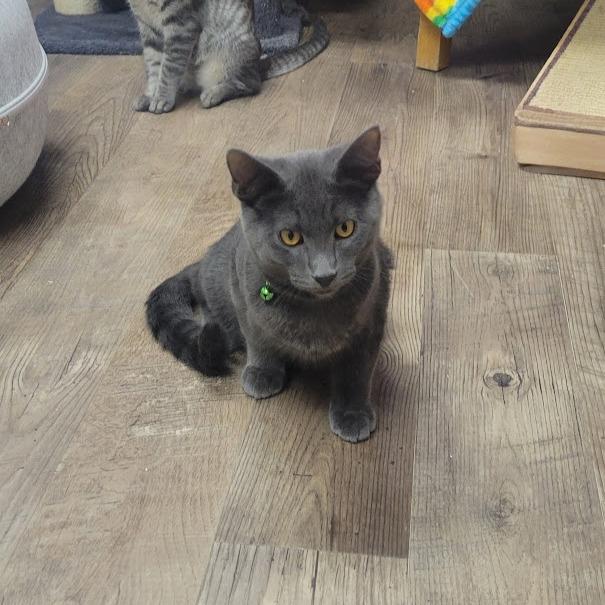Biggie, Adoptable, Kitten Male Domestic Short Hair.