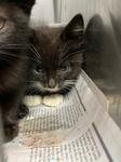 Jessee, Adoptable, Kitten Male Domestic Short Hair.