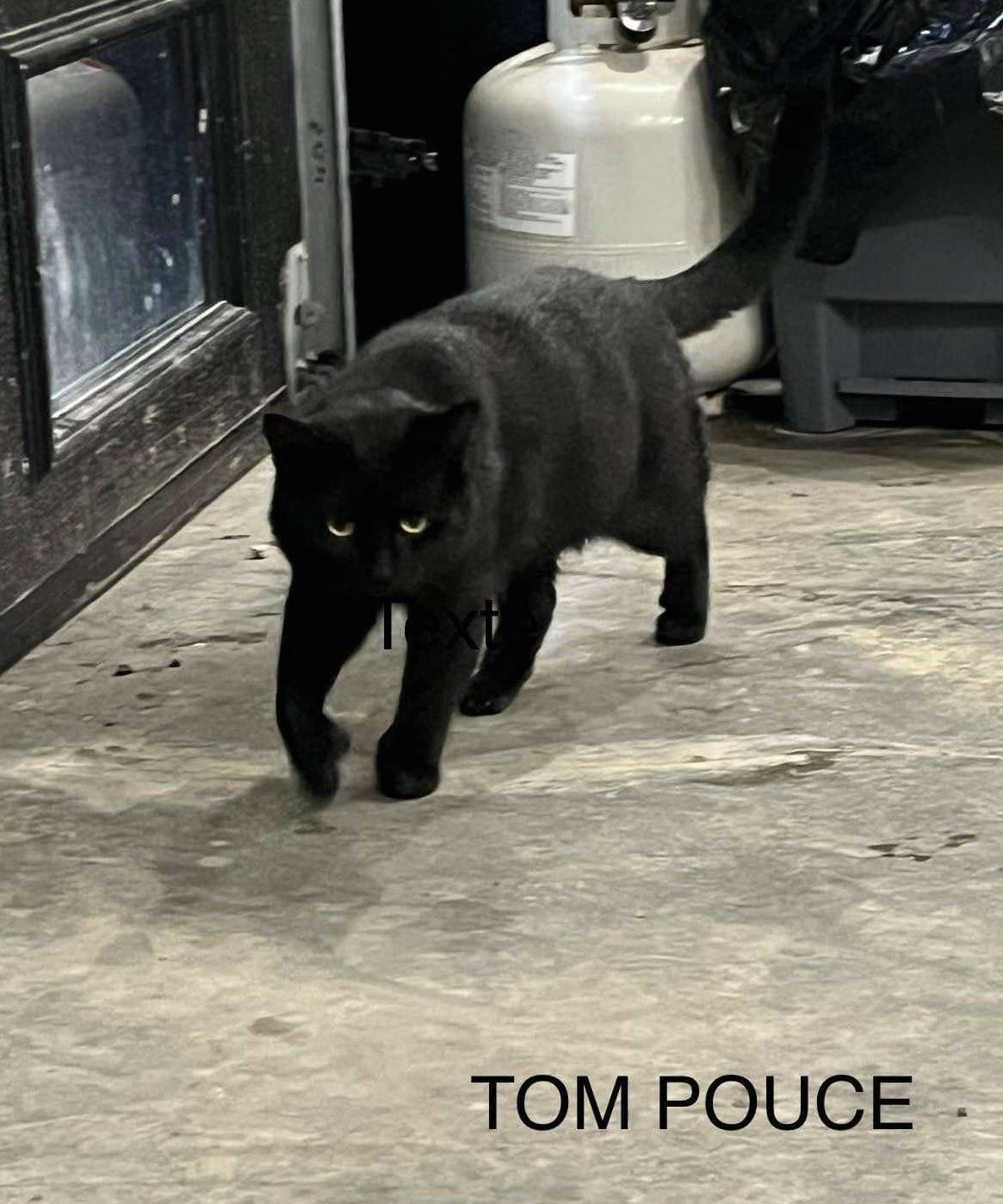 Tom Pouce