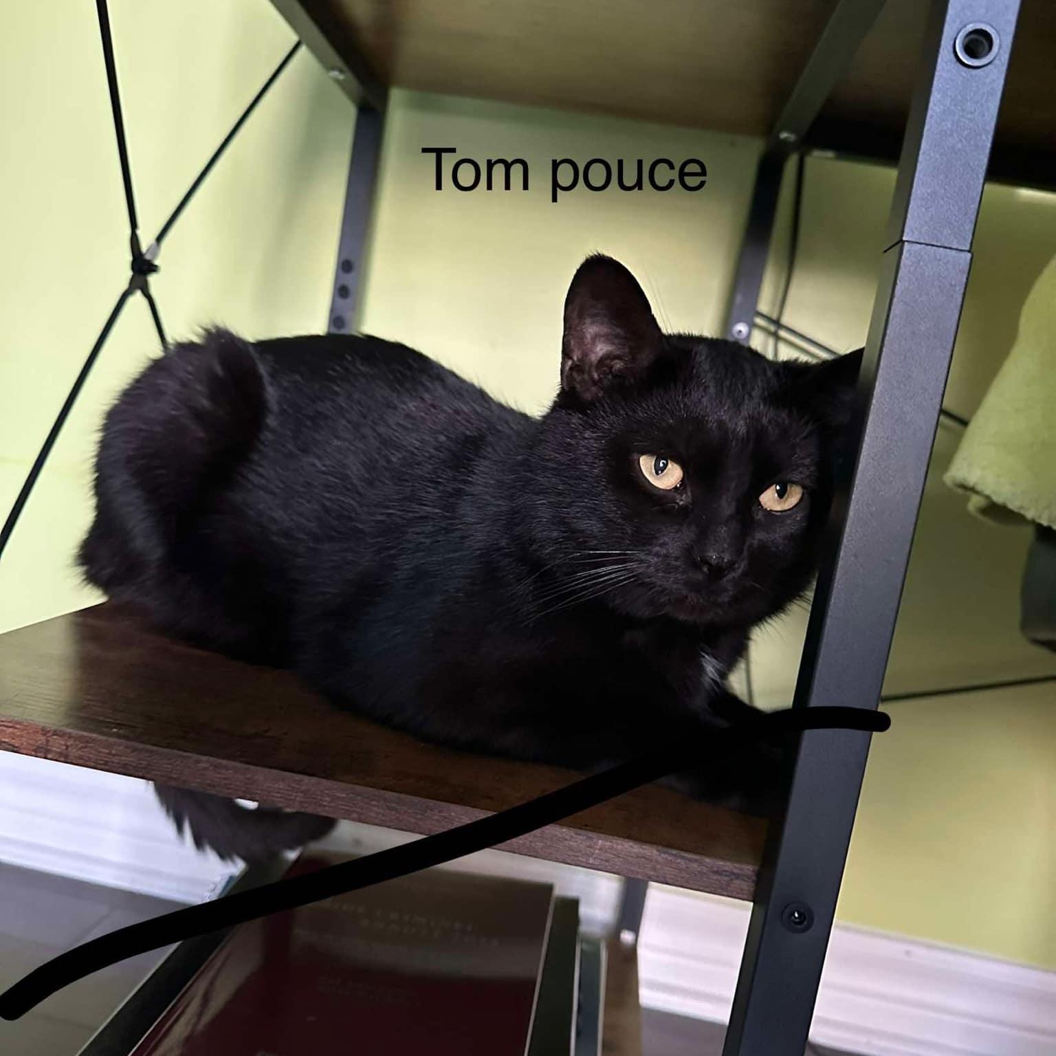 Tom Pouce