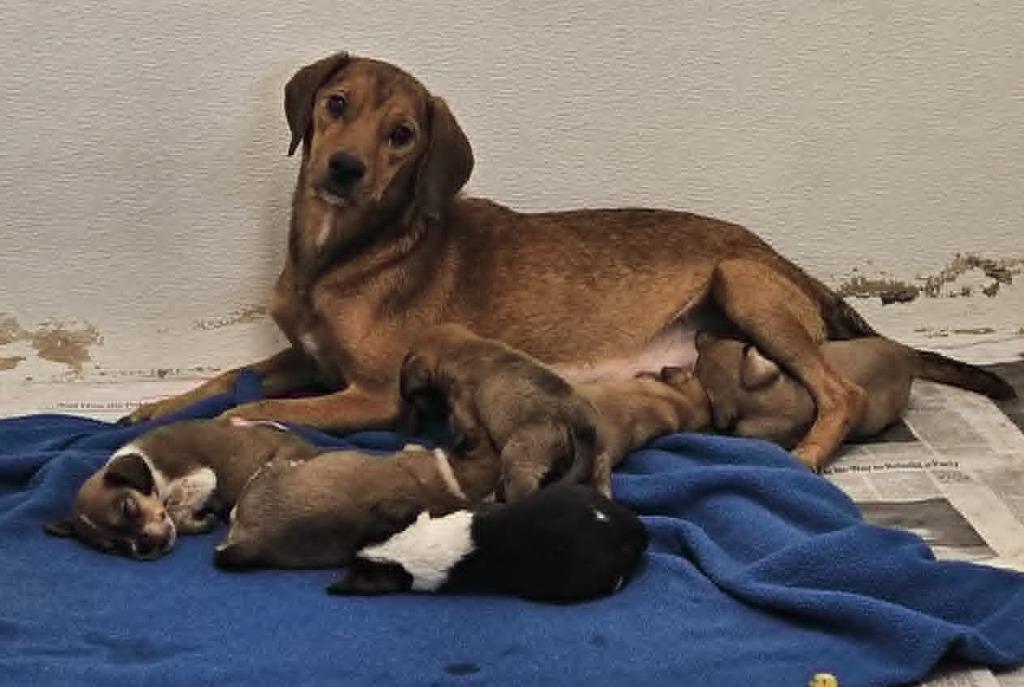 Pixie, Adoptable, Adult Female Beagle & Dachshund.