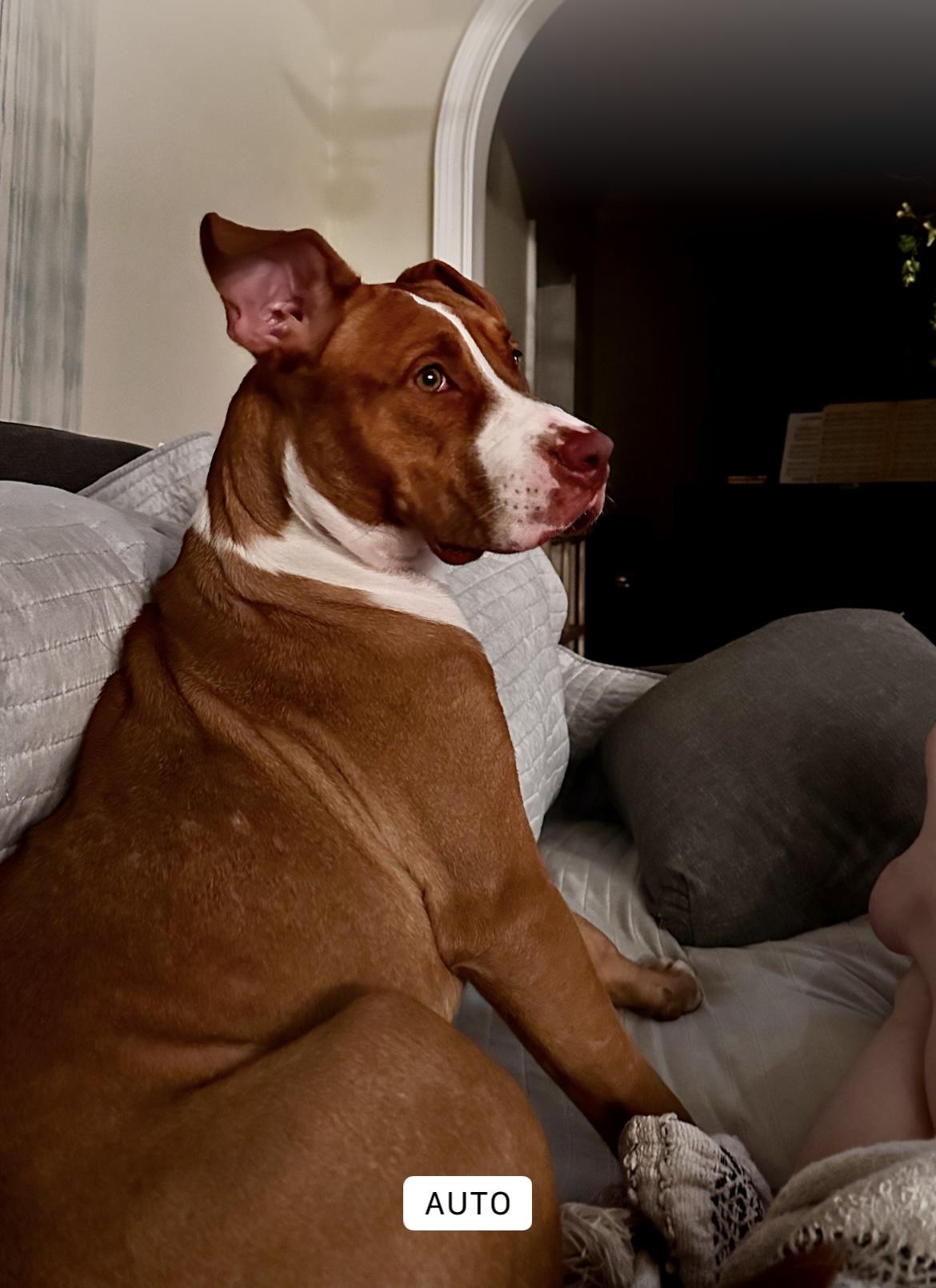 Enlarge TATER, a ADOPTABLE mixed breed in Media, PA image 3/4